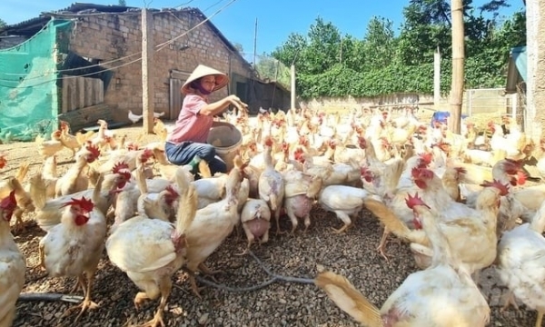 Preventing diseases with forest leaves helps chickens stay healthy and lay well